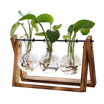 Terrarium pour plantes avec support en bois