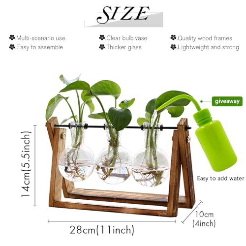 Terrarium pour plantes avec support en bois